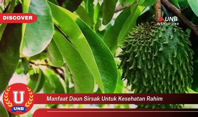 manfaat daun sirsak untuk kesehatan rahim