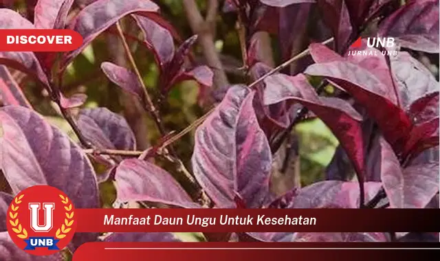 manfaat daun ungu untuk kesehatan