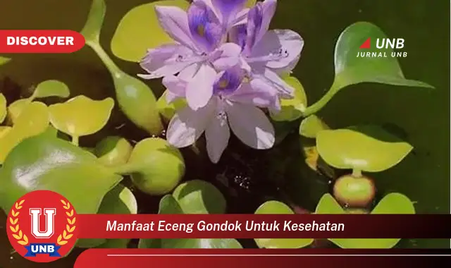 manfaat eceng gondok untuk kesehatan