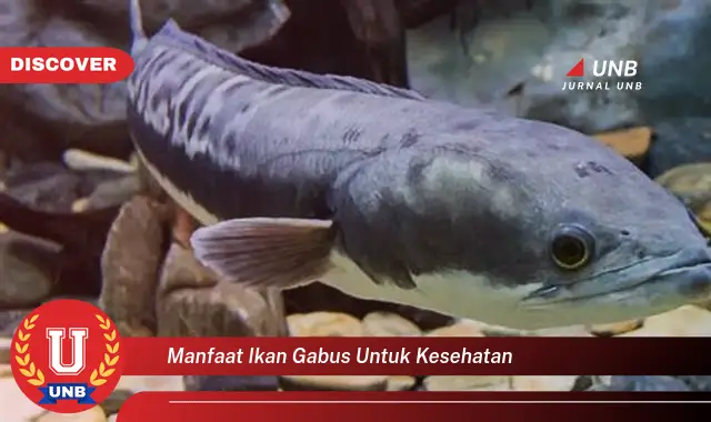 manfaat ikan gabus untuk kesehatan manfaat ikan gabus untuk kesehatan