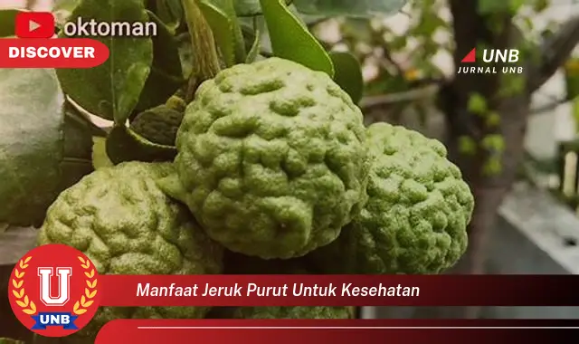 manfaat jeruk purut untuk kesehatan