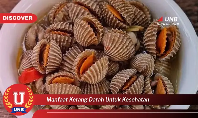 manfaat kerang darah untuk kesehatan