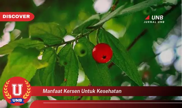 manfaat kersen untuk kesehatan