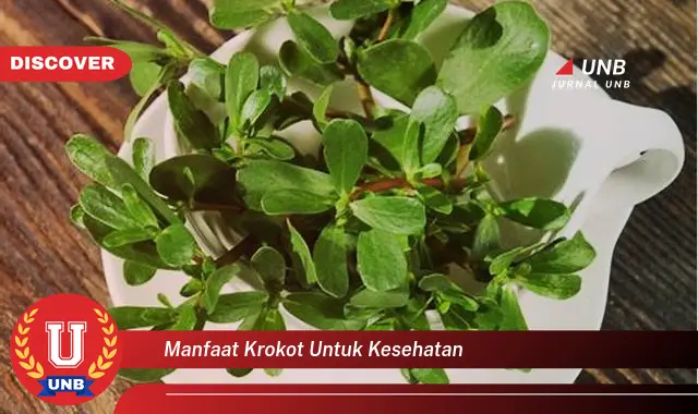 manfaat krokot untuk kesehatan manfaat krokot untuk kesehatan