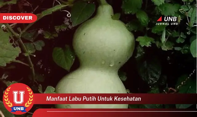 manfaat labu putih untuk kesehatan