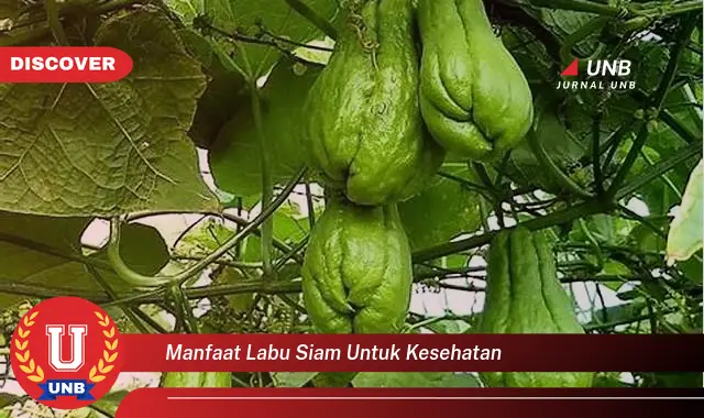 Ketahui 6 Manfaat Labu Siam Untuk Kesehatan Yang Jarang Diketahui