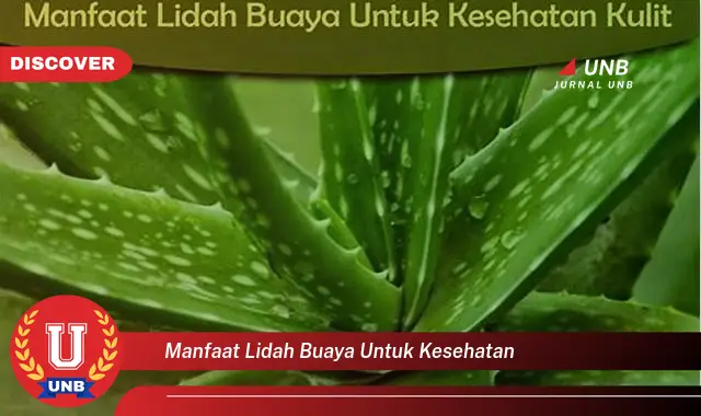 manfaat lidah buaya untuk kesehatan manfaat lidah buaya untuk kesehatan