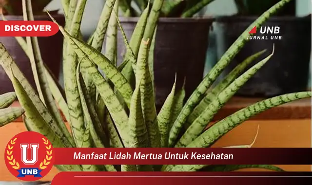 manfaat lidah mertua untuk kesehatan manfaat lidah mertua untuk kesehatan