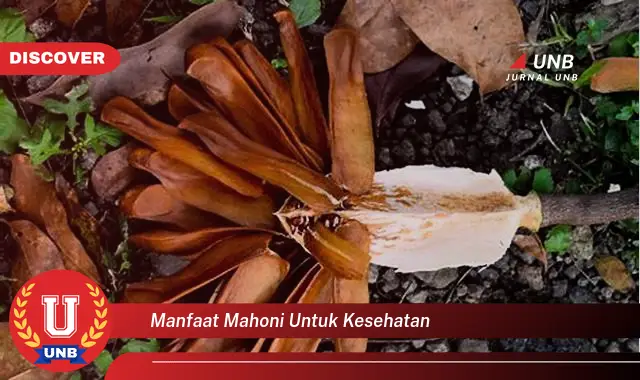 manfaat mahoni untuk kesehatan