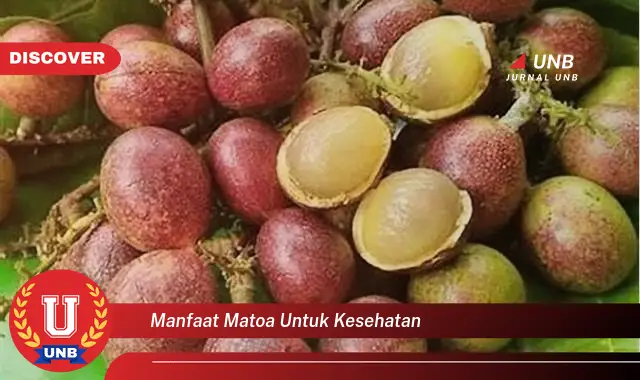 manfaat matoa untuk kesehatan