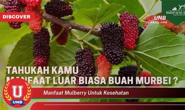 manfaat mulberry untuk kesehatan