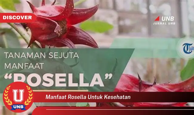 manfaat rosella untuk kesehatan manfaat rosella untuk kesehatan