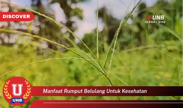 manfaat rumput belulang untuk kesehatan manfaat rumput belulang untuk kesehatan