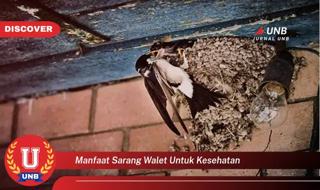manfaat sarang walet untuk kesehatan