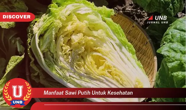manfaat sawi putih untuk kesehatan manfaat sawi putih untuk kesehatan