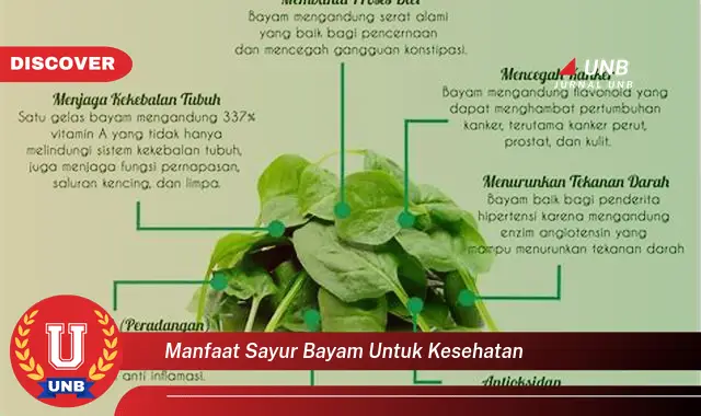 manfaat sayur bayam untuk kesehatan manfaat sayur bayam untuk kesehatan