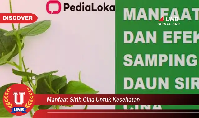 manfaat sirih cina untuk kesehatan