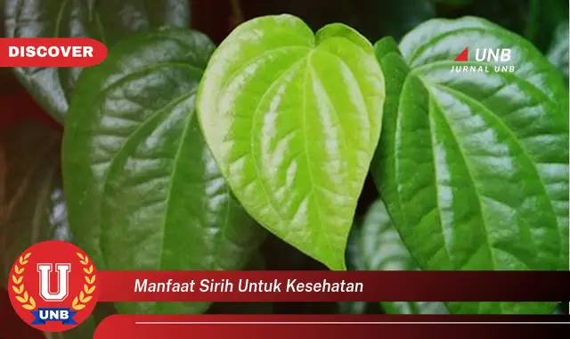 manfaat sirih untuk kesehatan