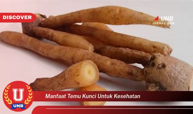 manfaat temu kunci untuk kesehatan