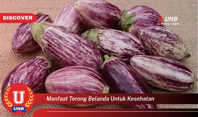 manfaat terong belanda untuk kesehatan