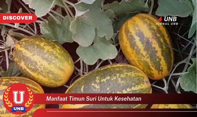 manfaat timun suri untuk kesehatan