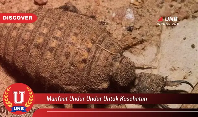 manfaat undur undur untuk kesehatan