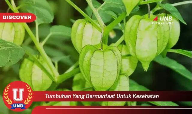 Temukan 6 Manfaat Tumbuhan Untuk Kesehatan Yang Wajib Kamu Intip 1848