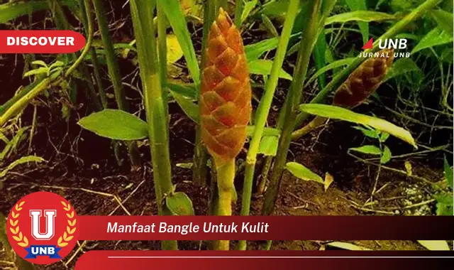 manfaat bangle untuk kulit