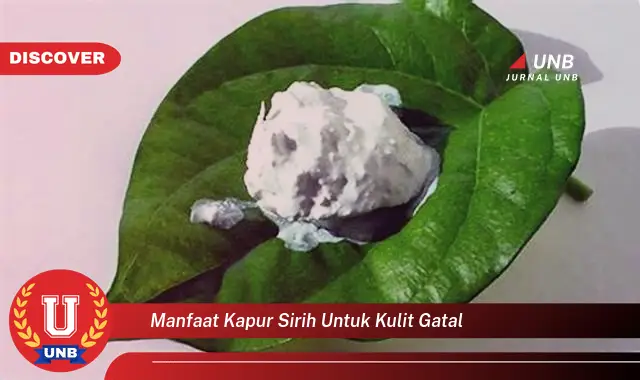 manfaat kapur sirih untuk kulit gatal