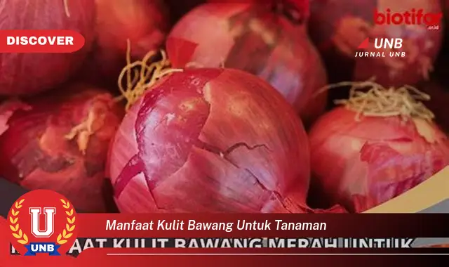 manfaat kulit bawang untuk tanaman manfaat kulit bawang untuk tanaman