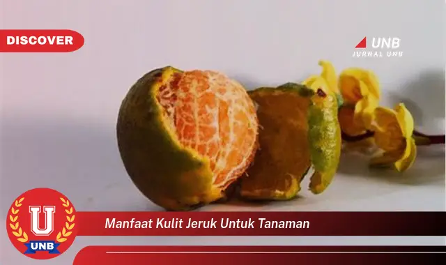 manfaat kulit jeruk untuk tanaman