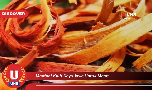 manfaat kulit kayu jawa untuk maag manfaat kulit kayu jawa untuk maag