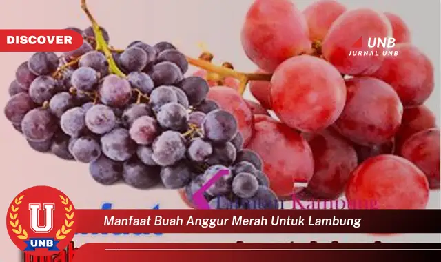 manfaat buah anggur merah untuk lambung