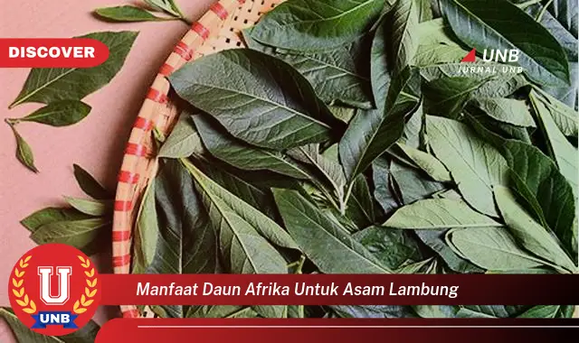 manfaat daun afrika untuk asam lambung