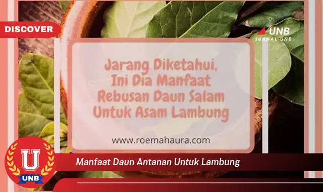 manfaat daun antanan untuk lambung