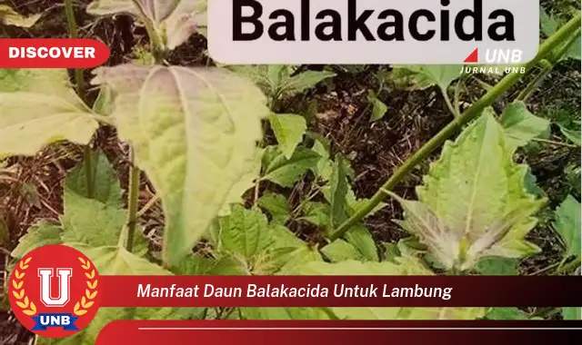 manfaat daun balakacida untuk lambung