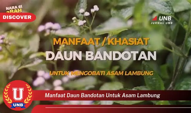 manfaat daun bandotan untuk asam lambung