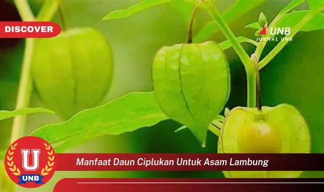 manfaat daun ciplukan untuk asam lambung