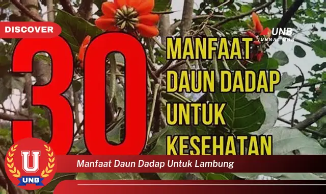 manfaat daun dadap untuk lambung