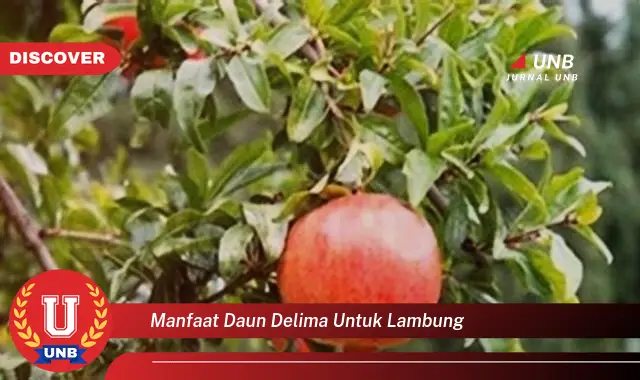 manfaat daun delima untuk lambung
