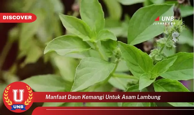 manfaat daun kemangi untuk asam lambung manfaat daun kemangi untuk asam lambung