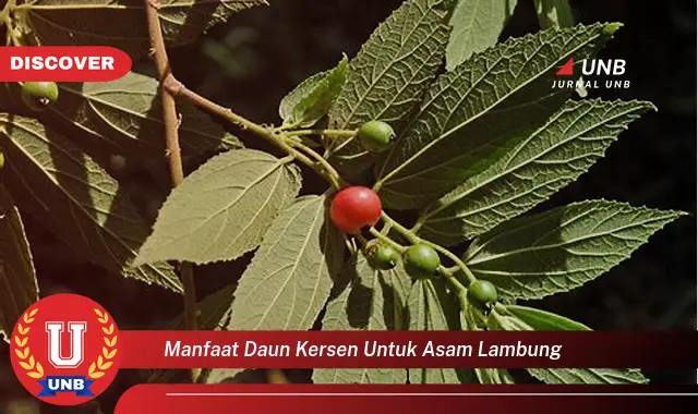 manfaat daun kersen untuk asam lambung