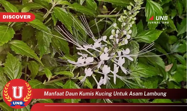 manfaat daun kumis kucing untuk asam lambung