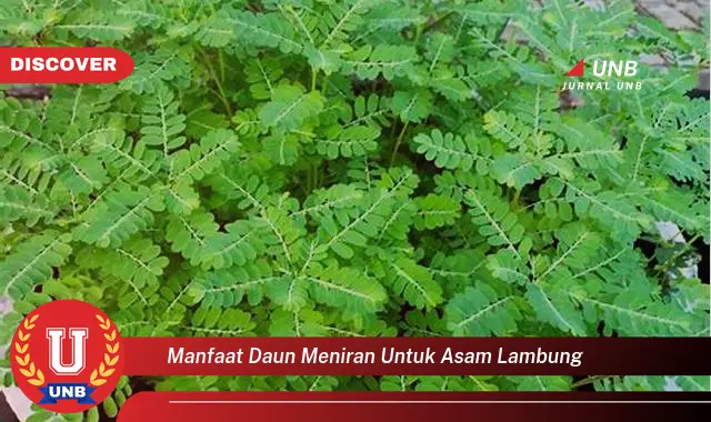 manfaat daun meniran untuk asam lambung manfaat daun meniran untuk asam lambung