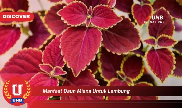 manfaat daun miana untuk lambung