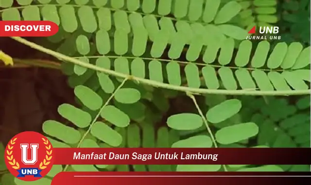 manfaat daun saga untuk lambung