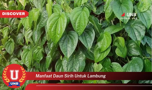 manfaat daun sirih untuk lambung