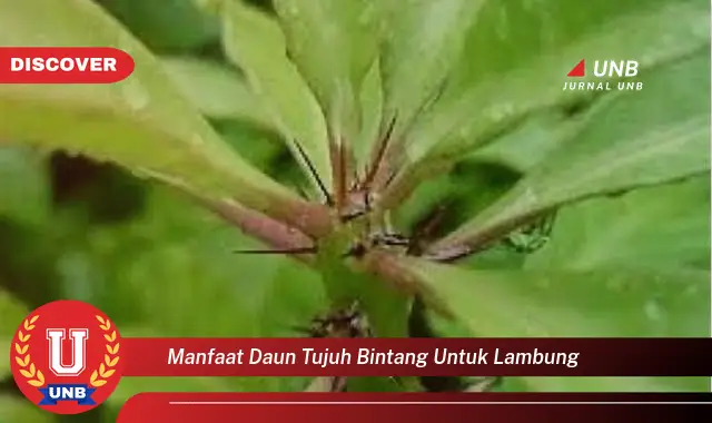 manfaat daun tujuh bintang untuk lambung