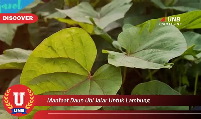 manfaat daun ubi jalar untuk lambung manfaat daun ubi jalar untuk lambung