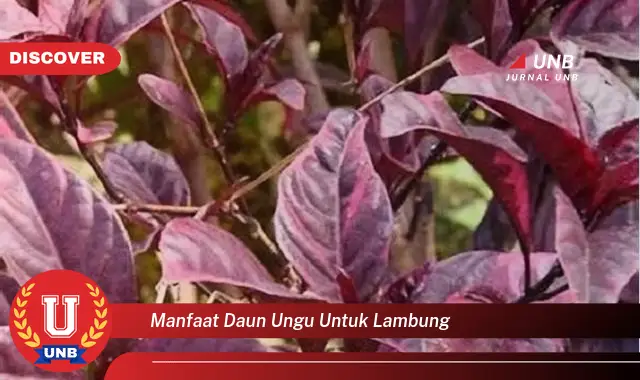 manfaat daun ungu untuk lambung manfaat daun ungu untuk lambung